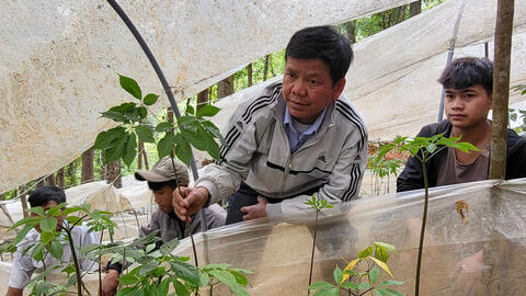 Đồng bào dân tộc thiểu số ở miền núi Quảng Ngãi thoát nghèo nhờ cây dược liệu