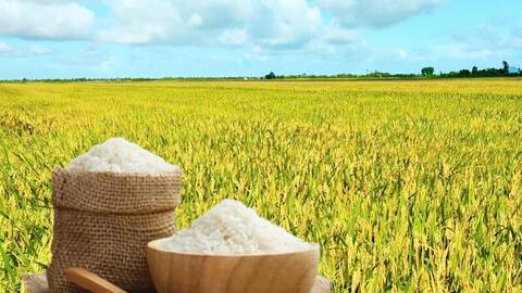Giá lúa gạo hôm nay ngày 27/7 và tuần qua gạo xuất khẩu biến động mạnh