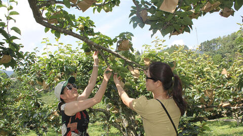 Lào Cai: Nông dân thắng lớn từ vụ thu hoạch quả lê xanh địa phương đặc sản