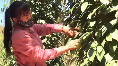 Giá tiêu hôm nay 9/8/2025: Thị trường ổn định, một số nơi tăng nhẹ