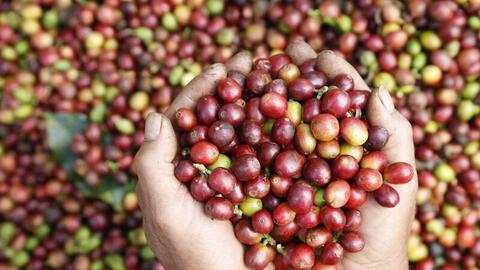 Giá cà phê ổn định, cơ hội tốt cho nông dân và doanh nghiệp