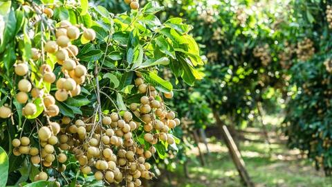 Sơn La kết nối thị trường, nâng tầm giá trị nông sản và du lịch