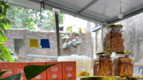 Phú Thọ: Người dân tộc miền núi làm giàu từ nấm đông trùng