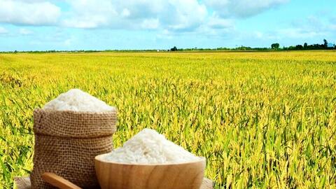 Giá lúa gạo hôm nay ngày 14/8: Gạo đi ngang, lúa tươi vững giá