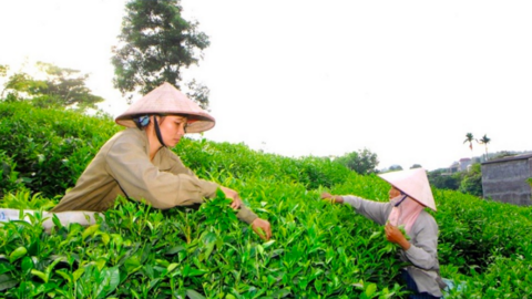 Thái Nguyên tích cực kết nối tiêu thụ na và nông sản vùng dân tộc