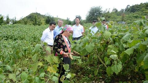 Khoai sâm – kỳ vọng làm giàu cho đồng bào dân tộc ở Sìn Hồ