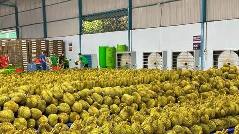 Giải mã ‘bài toán’ sầu riêng Gia Lai: Từ vườn cây đến không gian số