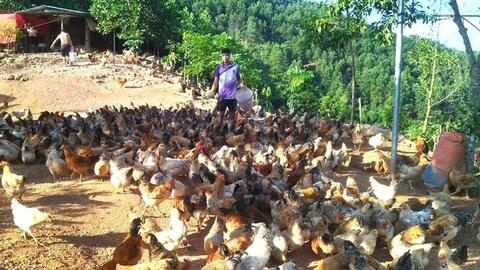 Những nương chè đánh thức sinh kế mới cho đồng bào dân tộc miền núi