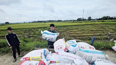 Nông dân Hà Tĩnh hối hả gặt lúa trước giờ bão đổ bộ