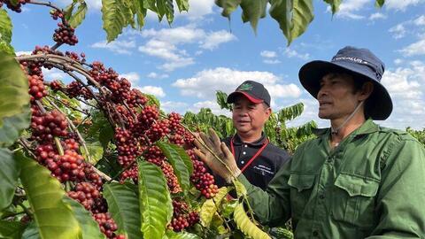 Giá cà phê hôm nay 25/8/2025: Trong nước tiếp tục tăng nhẹ