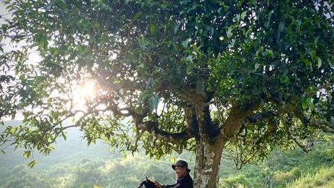 Chè shan tuyết Suối Giàng và hành trình định danh trên thị trường thế giới