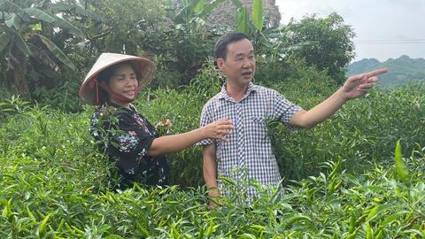 Từ đất cát bạc màu đến mùa ớt đỏ rực ở Xuân Hòa