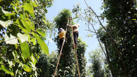 Giá tiêu hôm nay 30/8/2025: Phiên tăng thứ tư trong tuần, đạt 152.000 đồng/kg