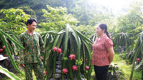 Xây dựng nhãn hiệu cho thanh long Nguyên Bình