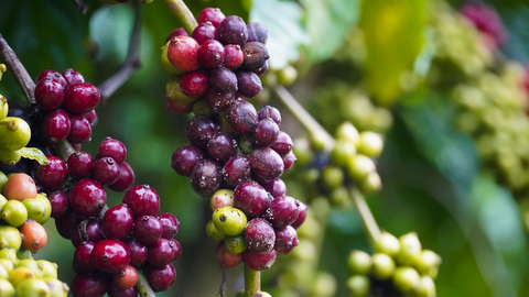 Giá cà phê Robusta giảm gần 5% về mức 4.399 USD/tấn