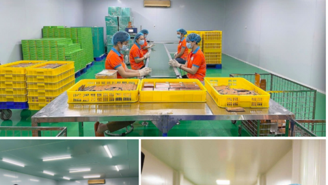 Curcumin Bắc Hà: Hiệu quả từ sản xuất đến giảm nghèo bền vững