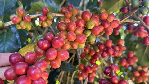 Giá cà phê hôm nay 6/9/2025: Giảm nhẹ tại các vùng trọng điểm