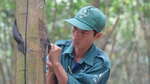 Tận dụng FTA, thích ứng EUDR nâng cao vị thế trong chuỗi cung ứng