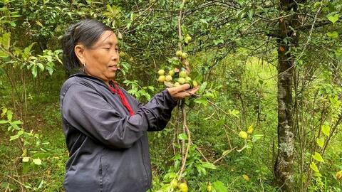 Tìm đầu ra ổn định cho quả sơn tra