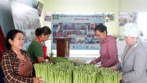 Măng tây: ‘Vàng xanh’ của đồng bào Chăm