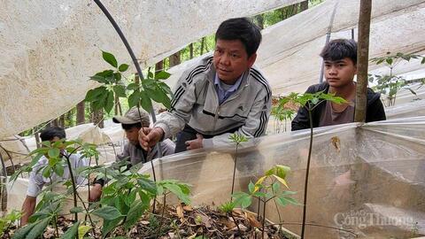 Quảng Ngãi: Xã Măng Ri xúc tiến thương mại sản phẩm sâm Ngọc Linh