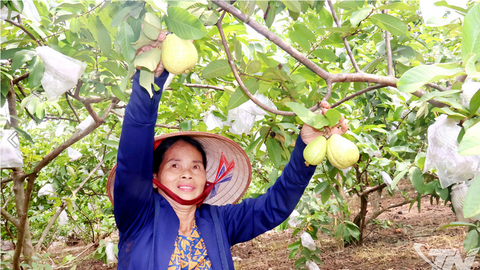 Nỗ lực xây dựng thương hiệu ổi Linh Sơn