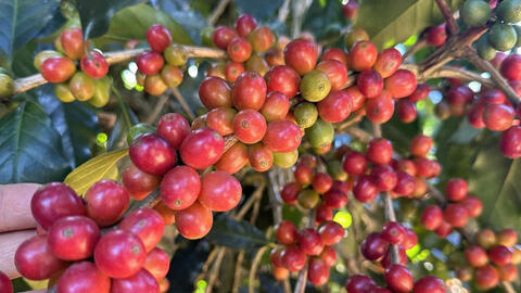 Giá cà phê hôm nay 14/9/2025: Thị trường thế giới ổn định