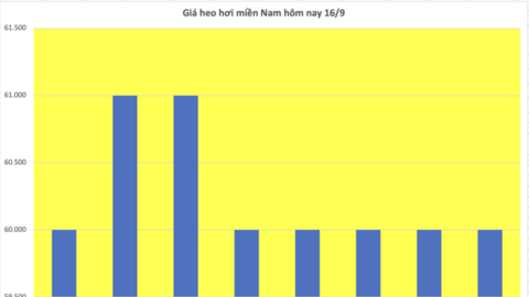 Giá heo hơi hôm nay 16/9/2025: Giảm tại nhiều vùng