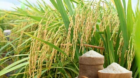 Xuất khẩu gạo Việt: Thị trường nào đang nắm thế 'thượng phong'?