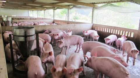 Thị trường thịt heo: Giá bán lẻ vẫn neo cao