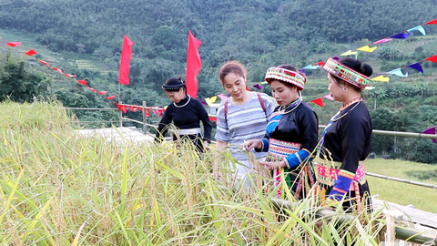 Nếp Tài Thượng Minh: Hạt ngọc núi rừng của người Dao Quế Lâm