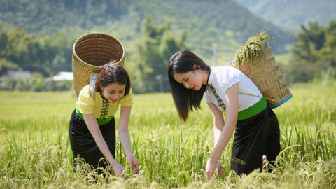 Cốm Tú Lệ: ‘Hạt ngọc’ núi rừng mời gọi du khách về miền Tây Bắc