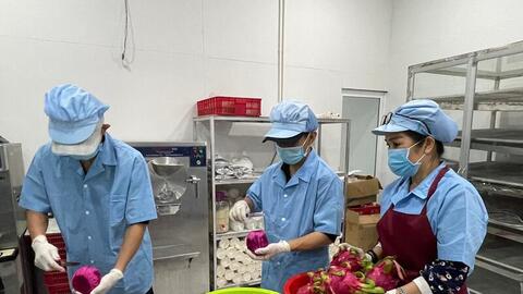 Kết nối đầu ra, ‘chìa khóa’ giúp thanh long Hàm Thuận Bắc vươn xa