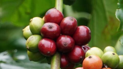 Giá cà phê thế giới tiếp đà phục hồi