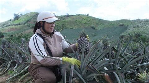 Dứa Cư Pui: Xây dựng thương hiệu, mở rộng thị trường