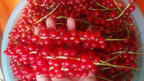 Liên kết tiêu thụ, tăng giá trị cho ngũ vị tử của đồng bào Xơ Đăng