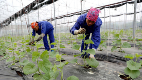 Chuyển đổi số: Đòn bẩy nâng cao giá trị nông sản, cải thiện thu nhập