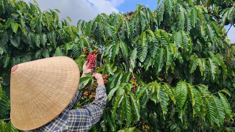 Giá cà phê hôm nay 11/10/2025: Giảm nhẹ 500 đồng/kg