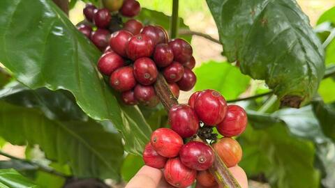 Giá cà phê hôm nay 12/10/2025: Trong nước giảm tiếp 500 - 700 đồng/kg