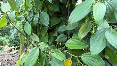 Giá tiêu hôm nay 16/10/2025: Tiêu Việt Nam xuất khẩu giảm 200 USD/tấn