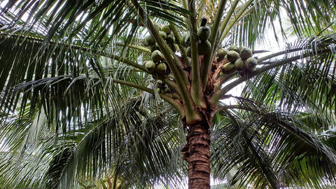 Ngành dừa Việt giữa ‘cú sốc’ thị trường và cơ hội từ chỉnh sửa gen