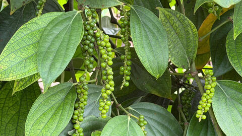 Giá tiêu hôm nay 27/10/2025: Dao động 142.000 - 143.000 đồng/kg