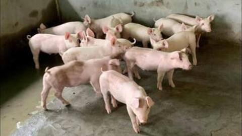 Giá heo hơi hôm nay 26/10/2025: Trầm lắng phiên cuối tuần