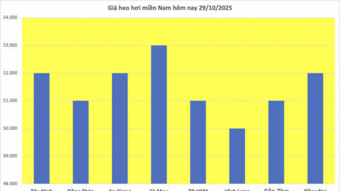 Giá heo hơi hôm nay 29/10/2025: Nhiều nơi giảm nhẹ