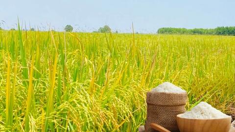 Giá lúa gạo hôm nay ngày 3/11: Gạo xuất khẩu giảm, lúa chững giá