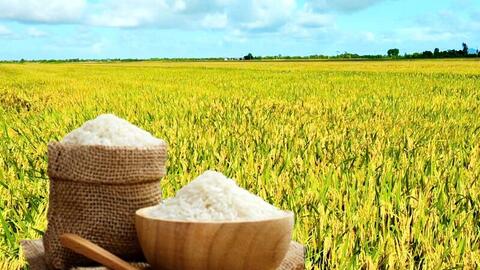 Giá lúa gạo hôm nay ngày 7/11: Gạo xuất khẩu biến động, lúa chững giá