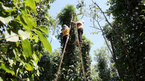 Giá tiêu hôm nay 7/11/2025: Cao nhất 147.000 đồng/kg