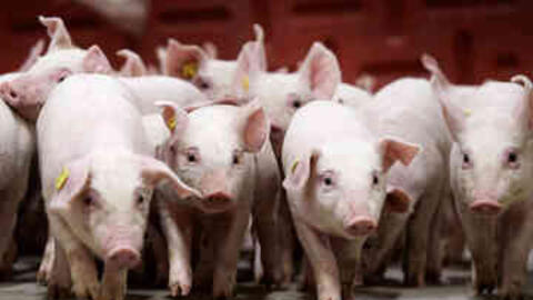 Giá heo hơi hôm nay 8/11/2025: Miền Bắc và miền Trung giảm nhẹ