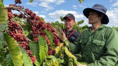 Giá cà phê hôm nay 9/11/2025: Bật tăng 2.500 đồng/kg