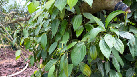 Giá tiêu hôm nay 9/11/2025: Nội địa lẫn quốc tế đều lặng sóng